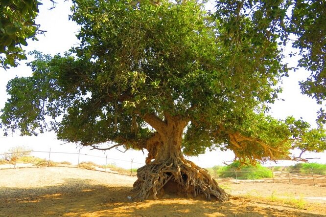 بوشهر،مرمت،استان،خورموج،ثبت،خبر،سيراف،ابراهيمي،بندر،بازديد،آ ...