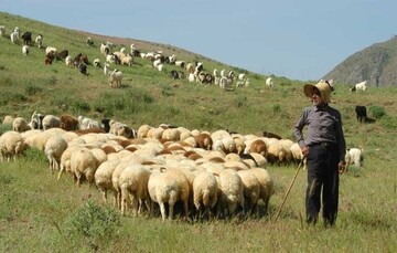 کمبود علوفه در بوشهر؛نشخوارکنندگان در تنگنا