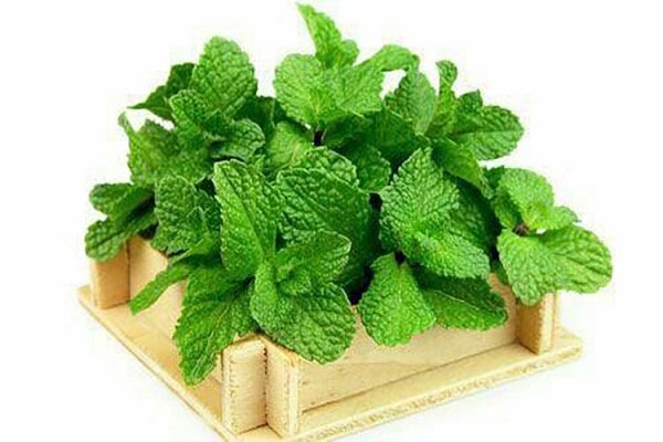 اختلالات گوارشی را با این دمنوش درمان کنید اختلالات گوارشی را با این دمنوش درمان کنید