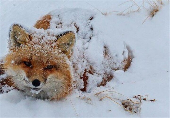 آمادهباش یگان حفاظت محیط زیست؛ مراقب حیات وحش در روزهای سرد باشید