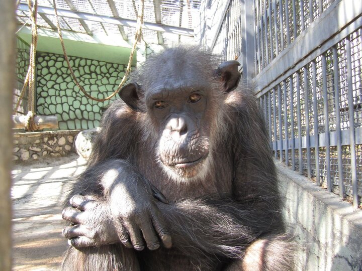 «شیرین» هم دیابتی شد «شیرین» هم دیابتی شد