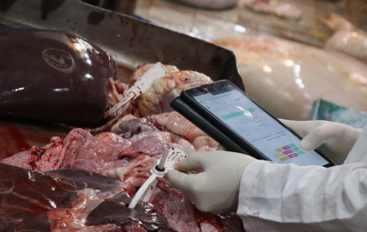 شفافیت در زنجیره گوشت قرمز؛ کرمانشاه پیشگام در هوشمندسازی