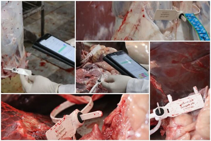 کشتار غیرمجاز دام در کرمانشاه؛ تهدیدی پنهان علیه سلامت عمومی