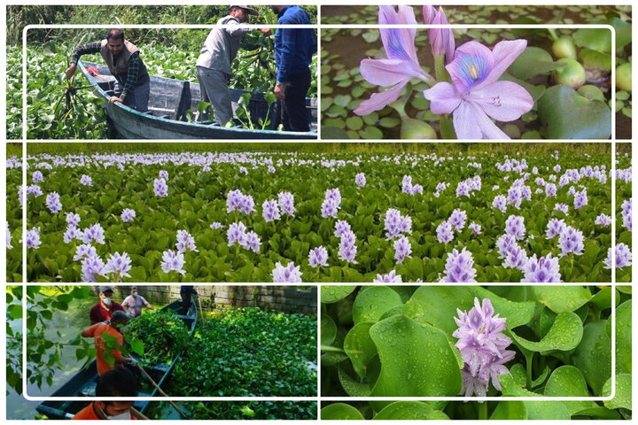 تالابنشینی مهاجم آمازونی؛ حذف سنبل آبی نیازمند اعتبار است