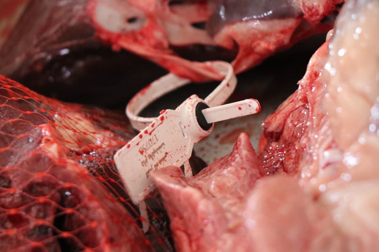 کشتار غیرمجاز دام در کرمانشاه؛ تهدیدی پنهان علیه سلامت عمومی کشتار غیرمجاز دام در کرمانشاه؛ تهدیدی پنهان علیه سلامت عمومی