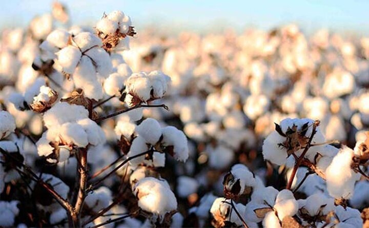 طلای سفید گلستان جان میگیرد؛ امید به احیای پنبه با تجهیزات مکانیزه