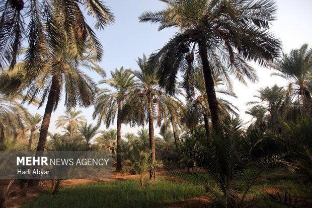 «جزیره مینو» قطب جدید گردشگری خوزستان