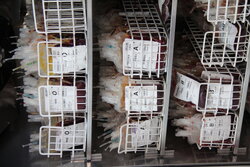 پویش اهدای خون چهارشنبه در کنگاور برگزار می‌شود