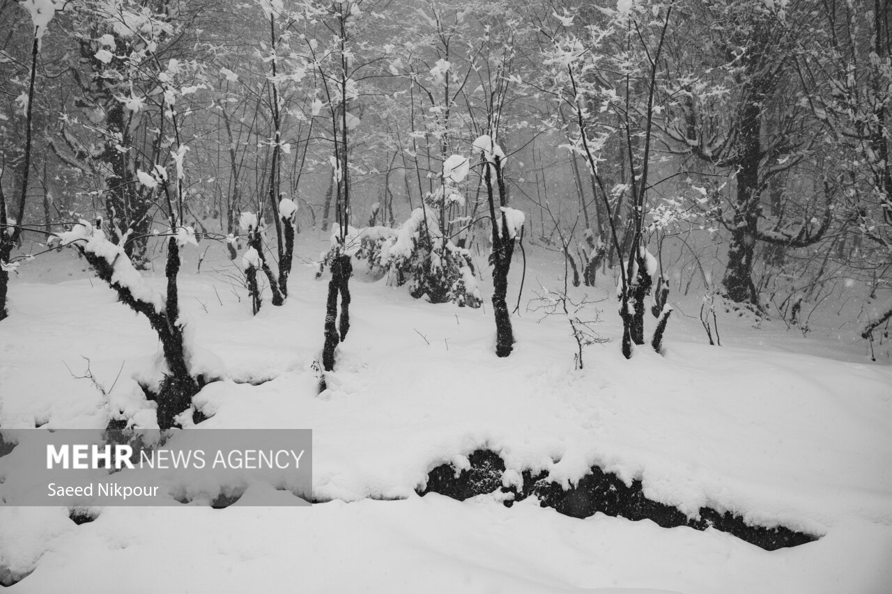 تصاویری از بارش برف در آستانه اشرفیه تصاویری از بارش برف در آستانه اشرفیه