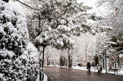 جمع‌آوری ۱۱۱ مورد درخت و سرشاخه سقوطی بر اثر بارش برف در مشهد