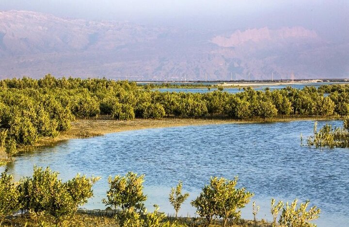 نقش جنگلهای ساحلی در پایداری زیستمحیطی؛ اکوتوریسم دریایی تقویت شود