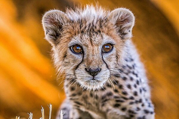 «شتر» معضلی برای تداوم حیات یوز در توران شاهرود؛ فرایندها اصلاح شود