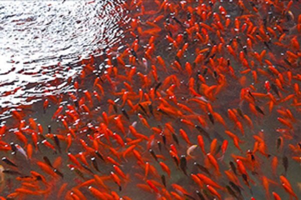 طرحی برای انتقال و رهاسازی ماهیهای قرمز بعد از تعطیلات نوروز