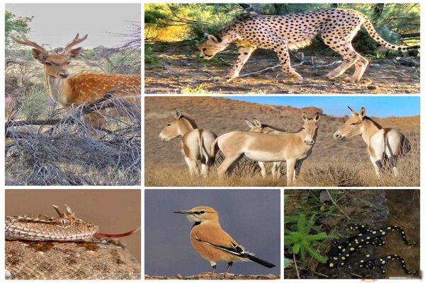 تجمیع گونههای متنوع و مثالزدنی حیات وحش کشور در استان فارس