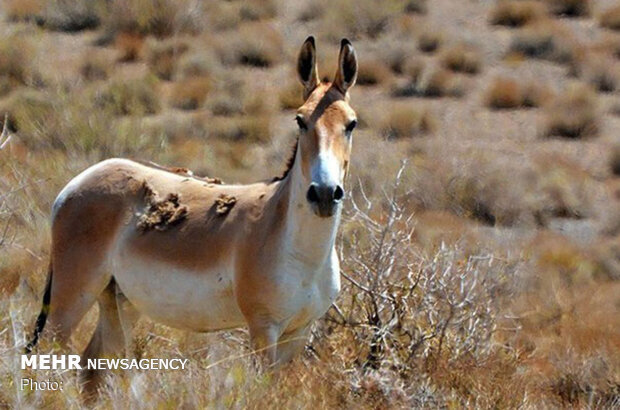 تجمیع گونههای متنوع و مثالزدنی حیات وحش کشور در استان فارس