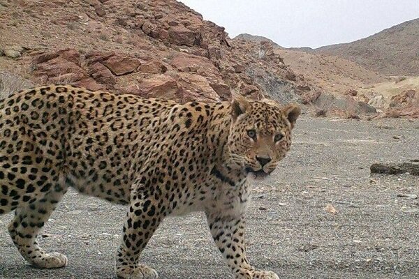 ثبت تصویر پلنگ ایرانی در کوه مُعلی نائین با دوربینهای تلهای ثبت تصویر پلنگ ایرانی در کوه مُعلی نائین با دوربینهای تلهای