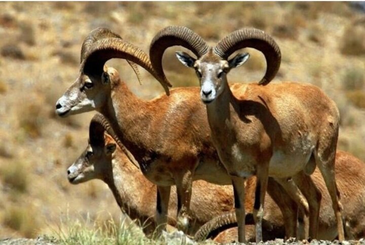 تجمیع گونههای متنوع و مثالزدنی حیات وحش کشور در استان فارس