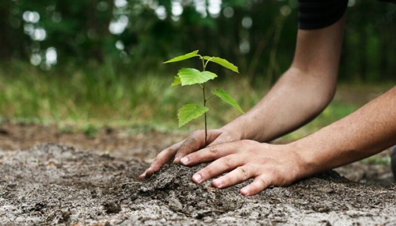 Iran marks national planting day