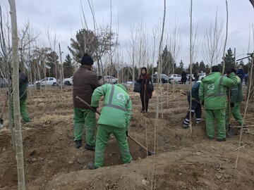 بوستان صنوبرهای گلپایگان توسعه می‌یابد