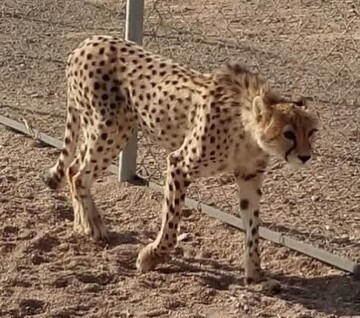 انقراض یوزپلنگ بافق؛ نابودی سرمایه‌های طبیعی جبران‌ناپذیر است