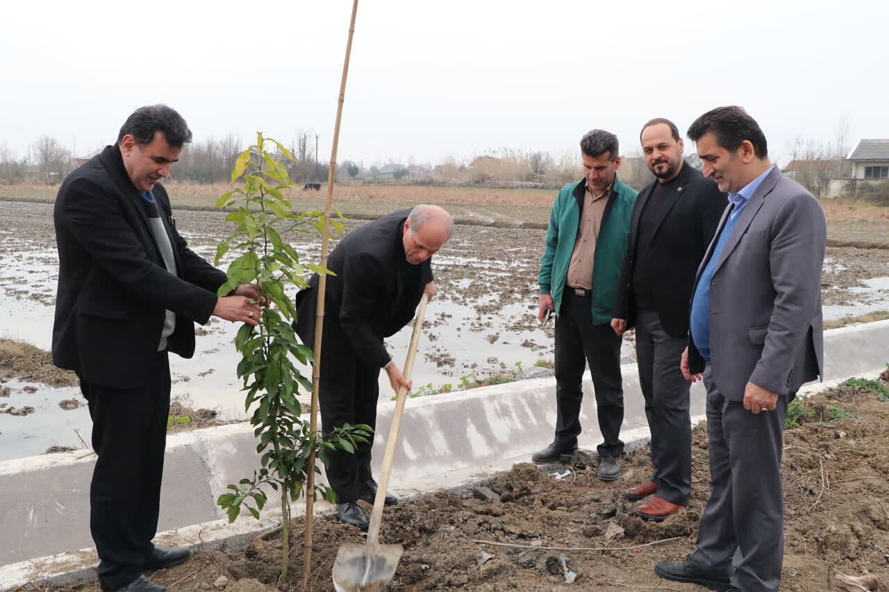 غرس بیش از ۱۵۰ اصله نهال نارنج در روستای شالده شفت