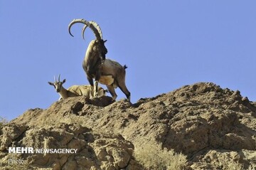 شکار تروفه و قرق خصوصی؛ مدل درآمدزایی که جمعیت حیات‌وحش را افزایش داد