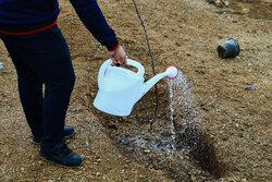 هدایت:پویش درختکاری مقاومت و اقتدار در مدارس اردبیل برگزار شد