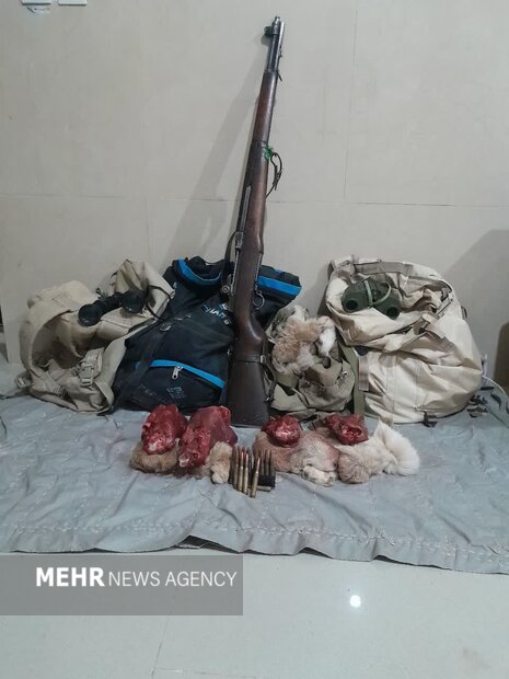 مادهکُشی در حیاتوحش وقیحترین عمل یک شکارچی است مادهکُشی در حیاتوحش وقیحترین عمل یک شکارچی است