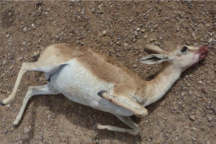 مادهکُشی در حیاتوحش وقیحترین عمل یک شکارچی است مادهکُشی در حیاتوحش وقیحترین عمل یک شکارچی است