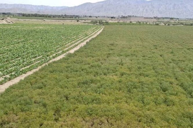 کشت گیاهان دارویی کمآببر کلید رونق کشاورزی در استان بوشهر