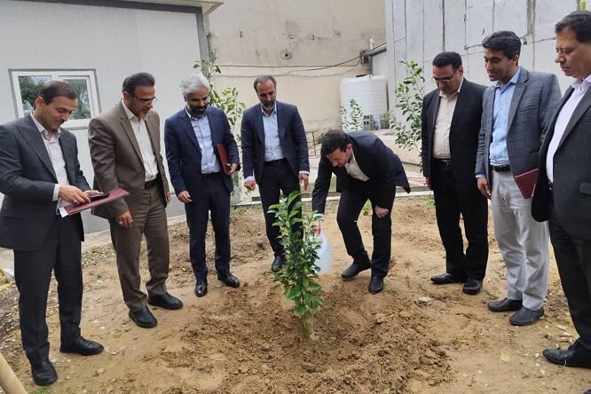 کاشت درخت به جای حبس در دستور کار قضات استان بوشهر کاشت درخت به جای حبس در دستور کار قضات استان بوشهر
