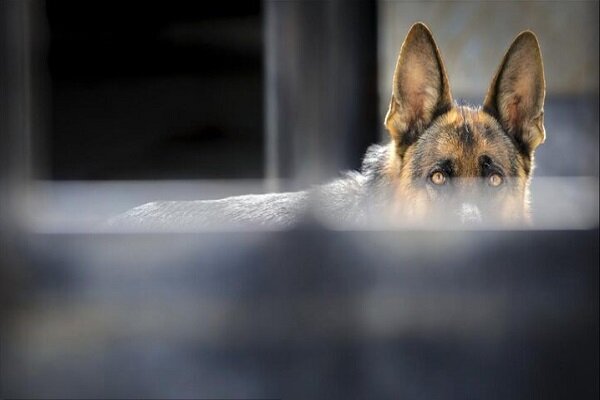 شب تلخ لواسان؛ حمله سگ لاکچری بدون قلاده به یک شهروند