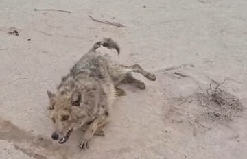 ۴ شغال و ۸ سگ بلاصاحب در خوروبیابانک با طعمه سَمی کشته شدند