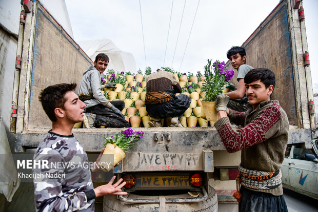 اصفهان،قطب تولید گل شب‌بو در ایران