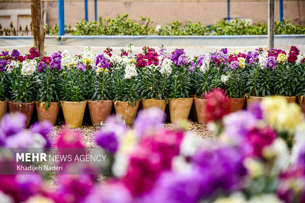 سالانه ۱۱ میلیون گلدان شببو در اصفهان تولید میشود
