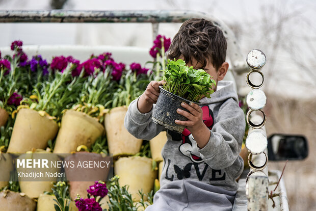 اصفهان،قطب تولید گل شب‌بو در ایران