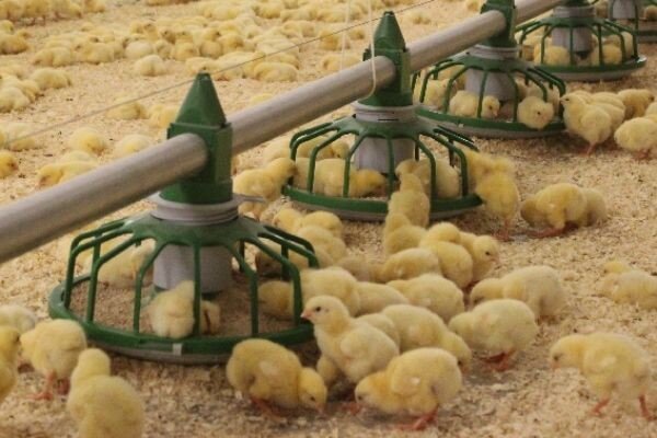 سیر تا پیاز گرانی مرغ در سیستان و بلوچستان؛ مشکل کجاست؟