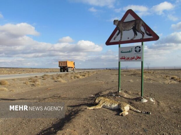 یوزپلنگ آسیایی در خطر تصادف؛ رانندگان محور میامی - عباسآباد مراقب باشند