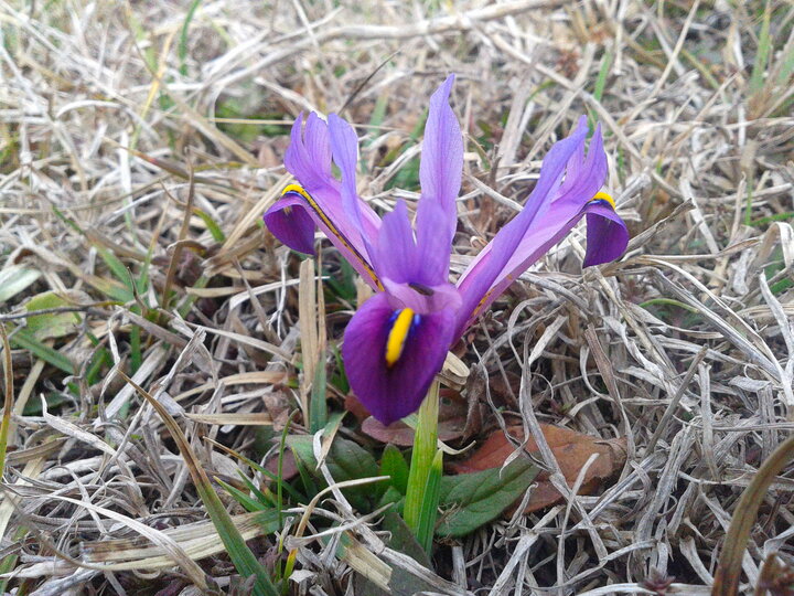 Nevruz gülü; Azerbaycan'da Baharı müjdeleyen çiçek