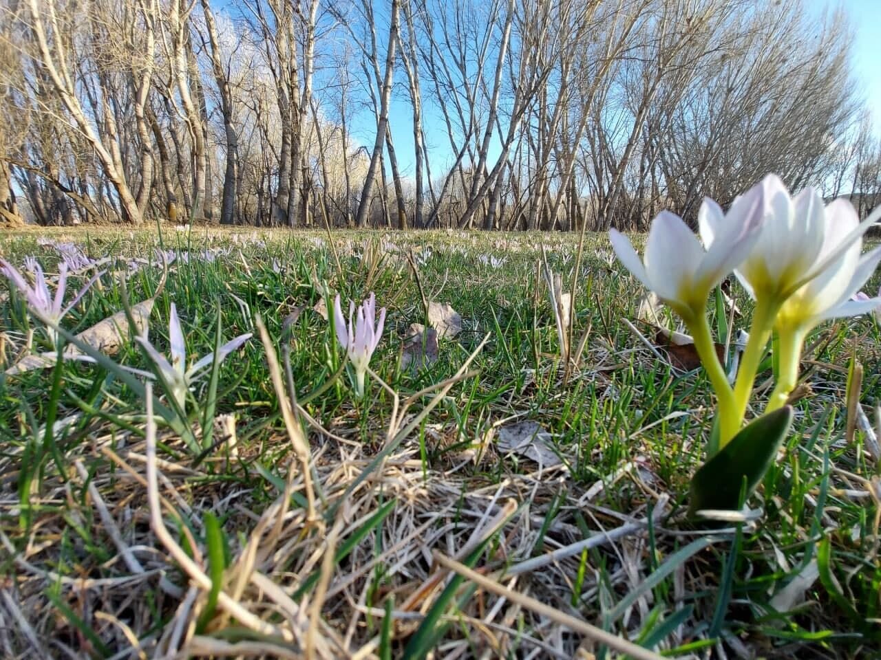 Nevruz Gülü; Azerbaycan'da Baharı müzdeleyen çiçek