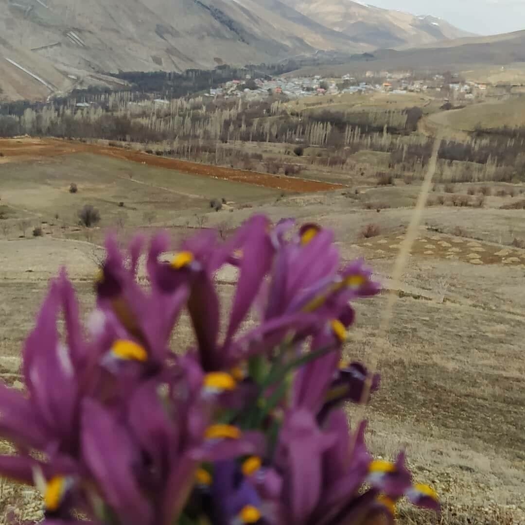 Nevruz Gülü; Azerbaycan'da Baharı müzdeleyen çiçek