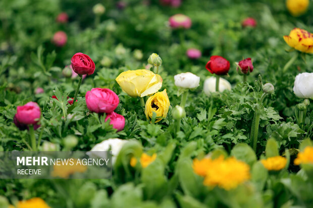 زیباسازی حرم مطهر رضوی با ۳۰ هزار بوته گل به مناسبت عید فطر