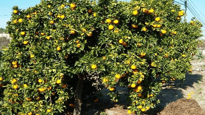 هزارتوی مرکبات از باغ تا بازار؛ ساز ناکوک صادرات