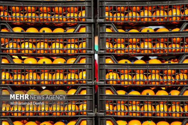 ادامه توزیع میوه تنظیم بازار در کرمانشاه