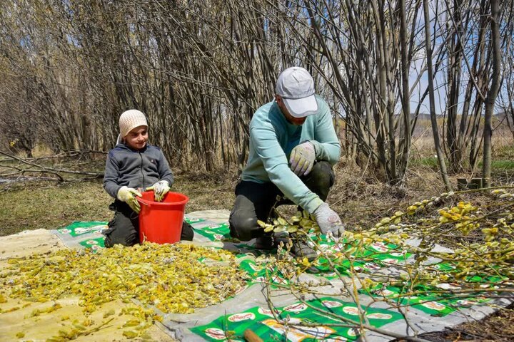 «بیدمشک»پیام آور بهار در ارومیه؛ آغاز برداشت « بیدمیش» از باغات