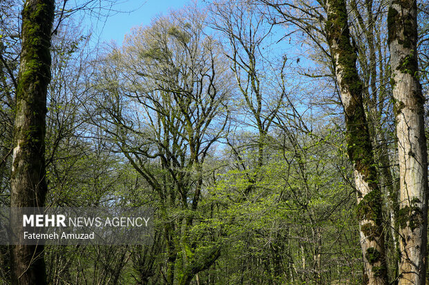 از تولد سومین کره گورخر ایرانی تا زنده گیری توله یوز مصدوم 3