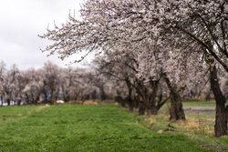 «سامان» سرزمین شکوفه‌های بهاری
