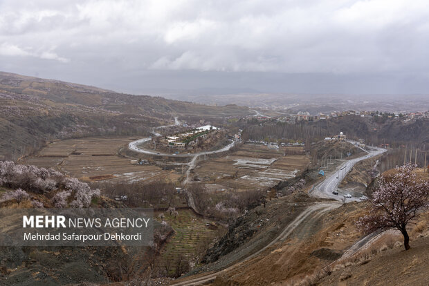 «سامان» سرزمین شکوفه های بهاری «سامان» سرزمین شکوفه های بهاری