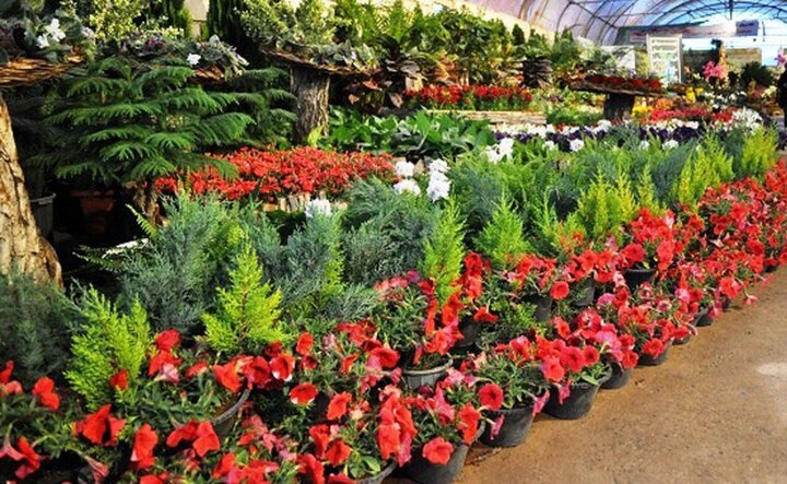 زیبایی و طراوت بهاری در گلخانههای محلات