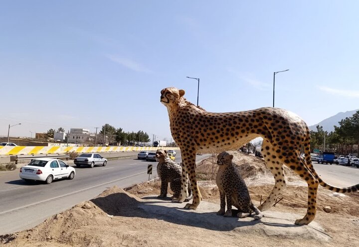 روزهای پرتردد سفر و مراقبت از یوزپلنگ در قلب کریدور عباس‌آباد - میامی